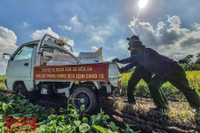 [Ảnh] Công an Thủ đô đội nắng, thâu đêm cứu lúa giúp nông dân trong khu phong tỏa