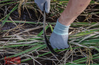 [Ảnh] Công an Thủ đô đội nắng, thâu đêm cứu lúa giúp nông dân trong khu phong tỏa