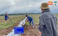 [ẢNH] Không thi đấu, Công Phượng, Xuân Trường tất bật đi... trồng sầu riêng