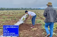 [ẢNH] Không thi đấu, Công Phượng, Xuân Trường tất bật đi... trồng sầu riêng