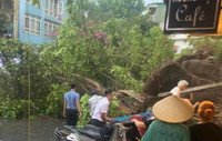 Hà Nội: Cây đổ la liệt, nhiều xe ô tô bị đè bẹp sau cơn giông mạnh