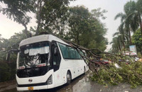 Hà Nội: Cây đổ la liệt, nhiều xe ô tô bị đè bẹp sau cơn giông mạnh