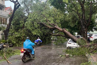 Hà Nội: Cây đổ la liệt, nhiều xe ô tô bị đè bẹp sau cơn giông mạnh