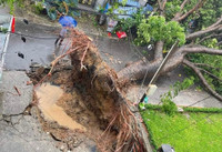 Hà Nội: Cây đổ la liệt, nhiều xe ô tô bị đè bẹp sau cơn giông mạnh