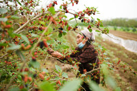 Xem dâu tằm chín đỏ ven sông Đáy, nông dân Hà Nội phấn khởi được mùa