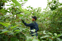 Xem dâu tằm chín đỏ ven sông Đáy, nông dân Hà Nội phấn khởi được mùa