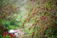 Xem dâu tằm chín đỏ ven sông Đáy, nông dân Hà Nội phấn khởi được mùa