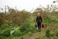 Xem dâu tằm chín đỏ ven sông Đáy, nông dân Hà Nội phấn khởi được mùa