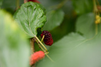 Xem dâu tằm chín đỏ ven sông Đáy, nông dân Hà Nội phấn khởi được mùa