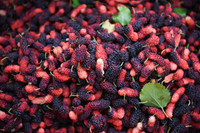 Xem dâu tằm chín đỏ ven sông Đáy, nông dân Hà Nội phấn khởi được mùa