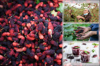 Xem dâu tằm chín đỏ ven sông Đáy, nông dân Hà Nội phấn khởi được mùa