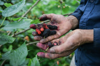 Xem dâu tằm chín đỏ ven sông Đáy, nông dân Hà Nội phấn khởi được mùa