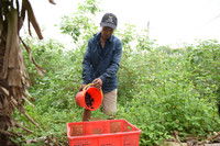 Xem dâu tằm chín đỏ ven sông Đáy, nông dân Hà Nội phấn khởi được mùa