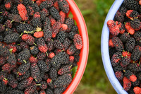 Xem dâu tằm chín đỏ ven sông Đáy, nông dân Hà Nội phấn khởi được mùa