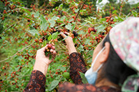 Xem dâu tằm chín đỏ ven sông Đáy, nông dân Hà Nội phấn khởi được mùa