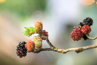 Xem dâu tằm chín đỏ ven sông Đáy, nông dân Hà Nội phấn khởi được mùa