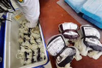 Nữ Công an Thủ đô hiến máu cứu người trong những ngày đầu năm mới 2023