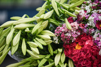 Khúc giao mùa đẹp tinh khôi khi hoa loa kèn xuống phố Hà Thành