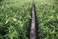 Khúc giao mùa đẹp tinh khôi khi hoa loa kèn xuống phố Hà Thành