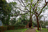 Ngắm phố đi bộ sắp hoạt động đẹp như tranh bên thành cổ đá ong ở Hà Nội