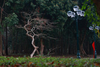 Ngắm phố đi bộ sắp hoạt động đẹp như tranh bên thành cổ đá ong ở Hà Nội