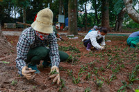 Ngắm phố đi bộ sắp hoạt động đẹp như tranh bên thành cổ đá ong ở Hà Nội
