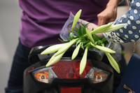 Khúc giao mùa đẹp tinh khôi khi hoa loa kèn xuống phố Hà Thành