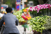 Khúc giao mùa đẹp tinh khôi khi hoa loa kèn xuống phố Hà Thành