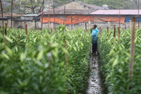 Khúc giao mùa đẹp tinh khôi khi hoa loa kèn xuống phố Hà Thành