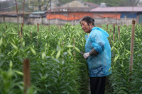 Khúc giao mùa đẹp tinh khôi khi hoa loa kèn xuống phố Hà Thành