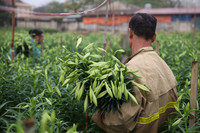 Khúc giao mùa đẹp tinh khôi khi hoa loa kèn xuống phố Hà Thành