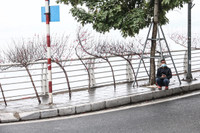 Hoa đào tươi thắm mang Xuân về phố phường Hà Nội bất chấp Covid-19