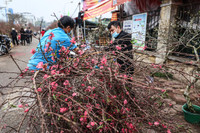 Hoa đào tươi thắm mang Xuân về phố phường Hà Nội bất chấp Covid-19