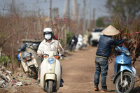 Ngắm đào Nhật Tân đẹp như tranh, đào thất thốn hơn 200 triệu bán ở vỉa hè Hà Nội