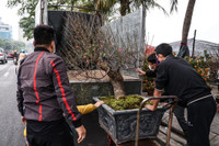 Hoa đào tươi thắm mang Xuân về phố phường Hà Nội bất chấp Covid-19