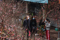 Hoa đào tươi thắm mang Xuân về phố phường Hà Nội bất chấp Covid-19