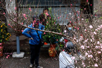 Hoa đào tươi thắm mang Xuân về phố phường Hà Nội bất chấp Covid-19