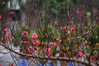 Hoa đào tươi thắm mang Xuân về phố phường Hà Nội bất chấp Covid-19