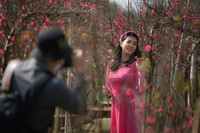 Ngắm đào Nhật Tân đẹp như tranh, đào thất thốn hơn 200 triệu bán ở vỉa hè Hà Nội