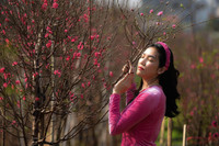 Ngắm đào Nhật Tân đẹp như tranh, đào thất thốn hơn 200 triệu bán ở vỉa hè Hà Nội