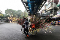 Hoa đào tươi thắm mang Xuân về phố phường Hà Nội bất chấp Covid-19