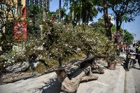 Ngắm đào Nhật Tân đẹp như tranh, đào thất thốn hơn 200 triệu bán ở vỉa hè Hà Nội