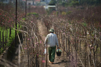 Ngắm đào Nhật Tân đẹp như tranh, đào thất thốn hơn 200 triệu bán ở vỉa hè Hà Nội