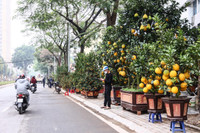 Hoa đào tươi thắm mang Xuân về phố phường Hà Nội bất chấp Covid-19