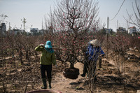 Ngắm đào Nhật Tân đẹp như tranh, đào thất thốn hơn 200 triệu bán ở vỉa hè Hà Nội