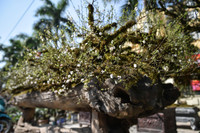 Ngắm đào Nhật Tân đẹp như tranh, đào thất thốn hơn 200 triệu bán ở vỉa hè Hà Nội