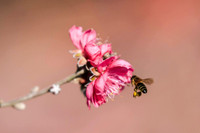 Ngắm đào Nhật Tân đẹp như tranh, đào thất thốn hơn 200 triệu bán ở vỉa hè Hà Nội