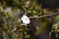 Ngắm đào Nhật Tân đẹp như tranh, đào thất thốn hơn 200 triệu bán ở vỉa hè Hà Nội