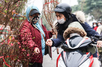 Hoa đào tươi thắm mang Xuân về phố phường Hà Nội bất chấp Covid-19