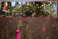 Ngắm đào Nhật Tân đẹp như tranh, đào thất thốn hơn 200 triệu bán ở vỉa hè Hà Nội